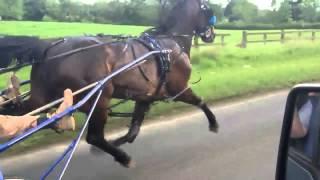 Fullbred horse working out