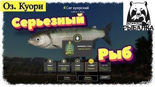 Russian Fishing 4, #РР4...Оз. Куори - Сиг Куорский.Русская рыбалка 4 #рр4