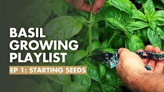 (Ep 1/8) How to Grow basil? FULL Basil Growing Guide