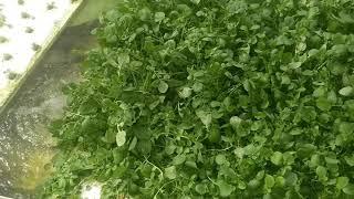 The Easiest Plant to Grow in Aquaponics, Water Cress