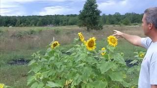 Field Test Biochar with Corn and Sunflowers (final)