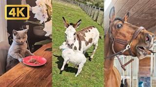 1 Hour of Viral Animal Videos | FUNNY Pet Shorts