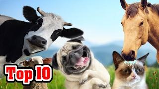 Top 10 Domesticated Animals and Their Origins