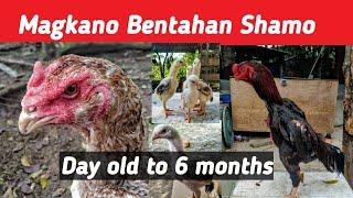 Magkano Bentahan Shamo - Day old to 6 months