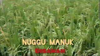 perang sama burung emprit (nunggu manuk)