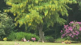 Gardens in a Graveyard; Newport, Oregon