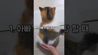 고양이 궁디팡팡 아빠 VS 엄마