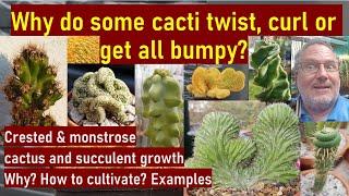 Crested, monstrose & bizarre #cacti & #succulents - How to grow? Why they look that way? #cactuscare