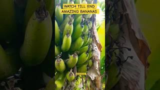 WHAT A BANANAS  #nature #viral #banana #funny #shortsfeed #reggae #love #mwakaleli #gwijilavpaji