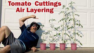 How to start TOMATO Cuttings the EASY Way! AIR LAYERING