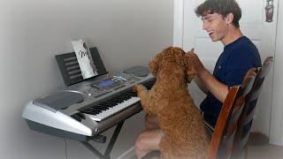 I taught my dog to play the piano