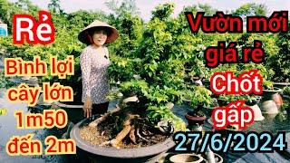 27/6/2024️0348322142 Thủy  phát hiện vườn mới siêu bông bình lợi cây lớn giá rẻ quá trời luôn