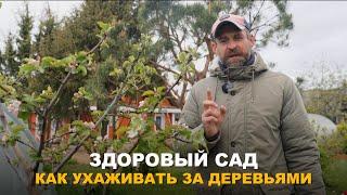 ЗДОРОВЫЙ И ДОЛГОВЕЧНЫЙ САД. Чем важны приствольные круги для деревьев и кустарников. Уход за садом.