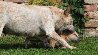 How to Choose Between an Australian Cattle Dog and an Australian Shepherd