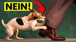 Die richtige Art, 'Nein' zu deinem Hund zu sagen (und ihn zum Gehorchen zu bringen!)