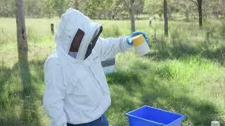 Alcohol wash to detect varroa mites on bees