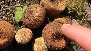 Puffball Spore Explosion