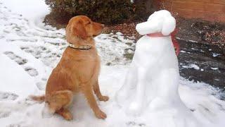 Funny Dogs Discovering Snow For the FIRST TIME! Funniest Dog Reaction