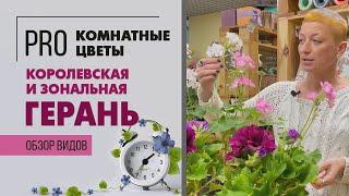 Пеларгонии королевская и зональная - в чем различия | Герань - такая разная и прекрасная.