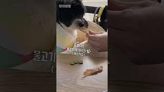 블루리본 정도는 있어야 맛집이지, 속초 애견동반 맛집은 바로 여기 #신피디생선구이 #애견동반맛집 #생선구이맛집 #속초애견동반맛집