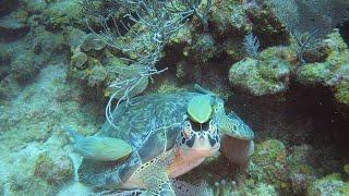 Plongée Roatan (mars 2022) avec Grand Bleu Diving