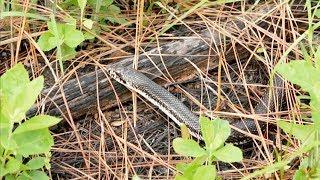 Northern Pine Snake | Expeditions Shorts