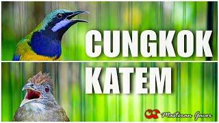 CUCAK CUNGKOK VS KAPAS TEMBAK GACOR AMPUH BUAT MASTERAN TEMBAKAN BURUNG KICAU MURAI BATU PASTOL