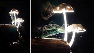 Mesmerizing Mushrooms Release Spores