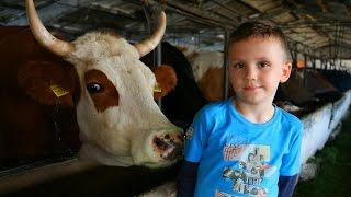 We go to the cowshed in the village of Ukraine