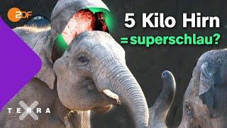 Wie intelligent sind Elefanten? | Terra X plus