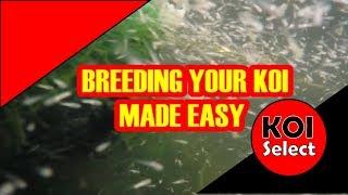 Breeding Your Koi Made Easy