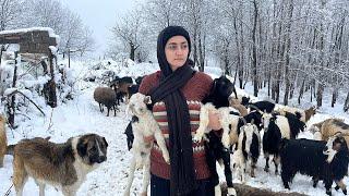 Nomadic Life in Snow | Discover snowy village life in Iran’s Alborz mountains