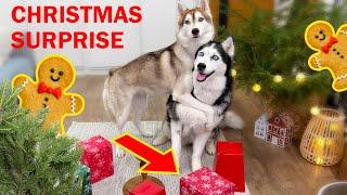 Huskies Play in a Bottle to Get a Surprise Treat! Funniest Dogs