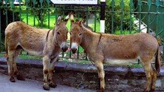 10 things you didn't know about: Donkeys