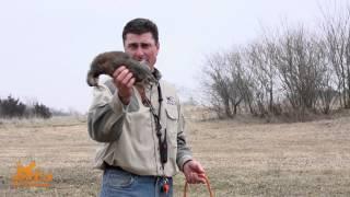 How to Introduce Dogs to Birds -- DT Systems Dog Training Video 8