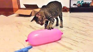 Funniest Cats  - Don't try to hold back Laughter  - Funny Cats Videos #8