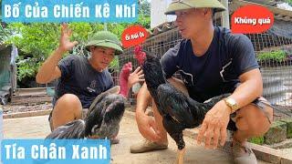 Chiến Kê Nhí Có Bố Đẳng Cấp Quá , Tía Chân Xanh - Thế Này Ai Chẳng Muốn Sở Hữu / Đức Hiếu