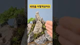 바위솔 이렇게심으면 배수잘되고 좋아요 석부작수강 작품 #바위솔 #용설