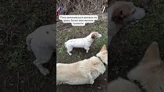 ох уж эти булки #cat #cute #funny #cutecat #юмор #суперсобака #милота