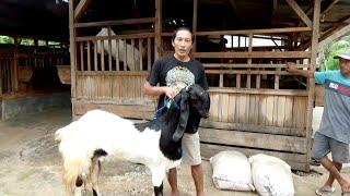 Harga Kambing Pe Paket Breeding