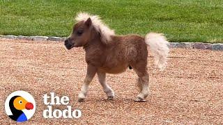 Horse Is Smaller Than His Golden Retriever Siblings | The Dodo