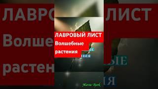 ЛАВРОВЫЙ ЛИСТ- волшебные растения
