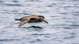 Effects of Plastic Pollution on Birds