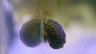 Turbo snail cleaning the tank