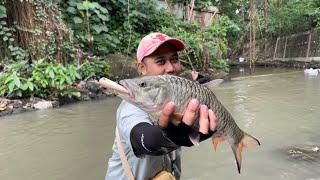 TERNYATA AIR KERUH SETELAH HUJAN MOMEN IKAN BESAR MAKAN‼️