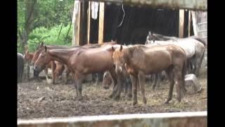 Nickerson Slaughter Horse Feedlot New York