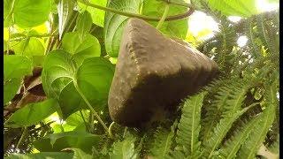 Jungle Survival Food: Air Potato Harvest and Campfire Cooking