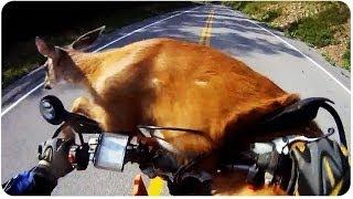 Deer Survives Motorcycle Smash | #ThrowbackThursday