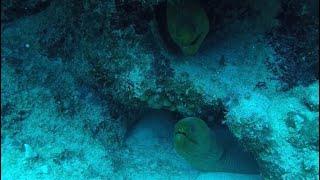 Diving Glover’s Reef Atoll Belize May 2023