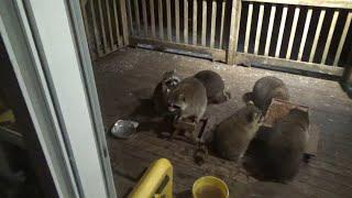 Six Raccoons, Tuesday 4 March 2025